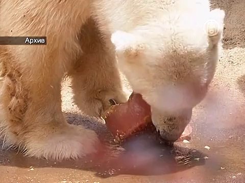 Последний белый медведь Африки умер