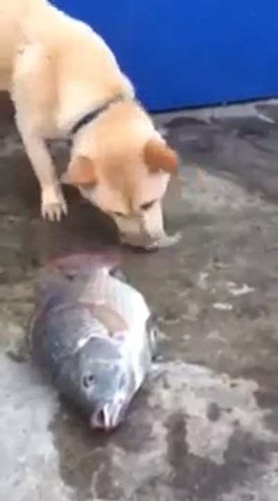 Un chien altruiste