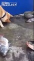 Ce chien tente désespérément de sauver des poissons en les arrosant
