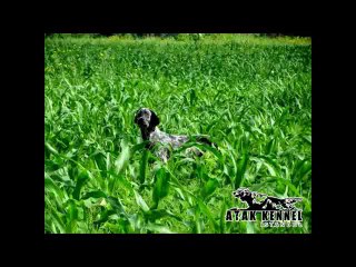 Atak Kennel: Quality Dogs & Breeding