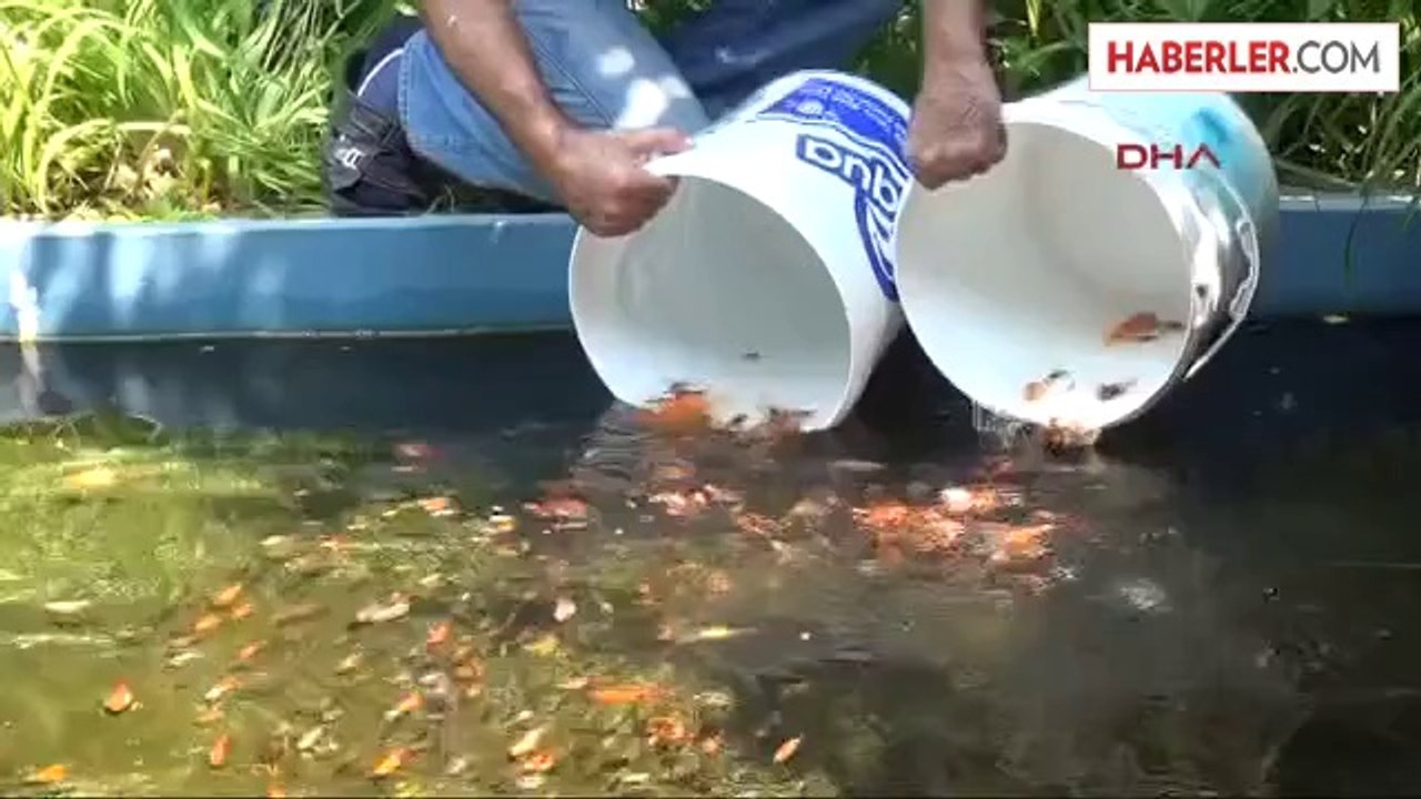 Zevk İçin 10 Bin Akvaryum Balığı Besliyor