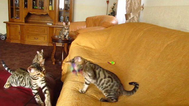 Бенгальский котик №4