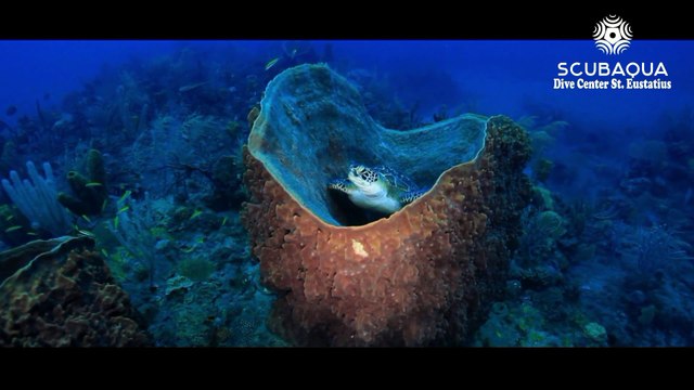 Scubaqua Dive Center St Eustache, Antilles