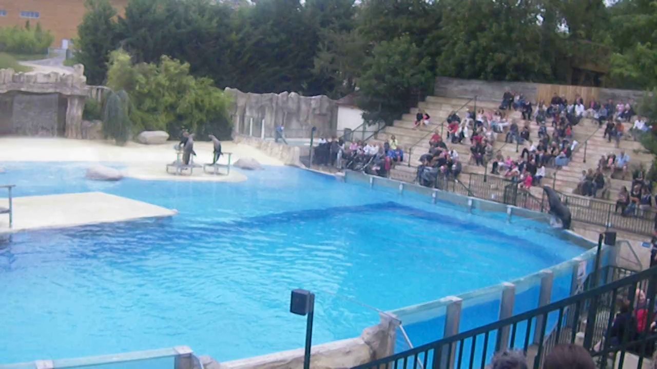 Beauval septacle d'Otarie