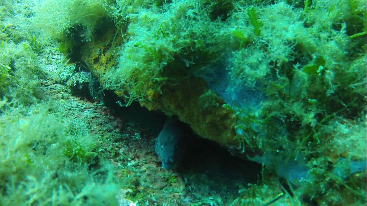 2014 - Plongée Porto Vecchio