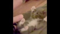 Cute Kitten playing Peek a Boo Vine By Animal Scenes