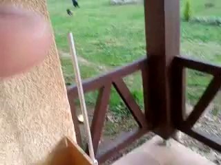 Chiens qui aboient sans raison