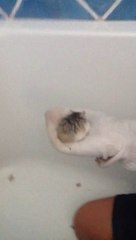 Playing with my hamster