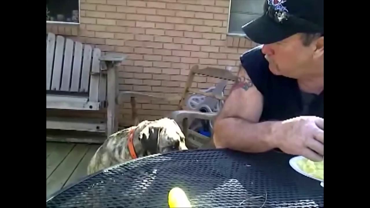 Talking Dogs Compilation