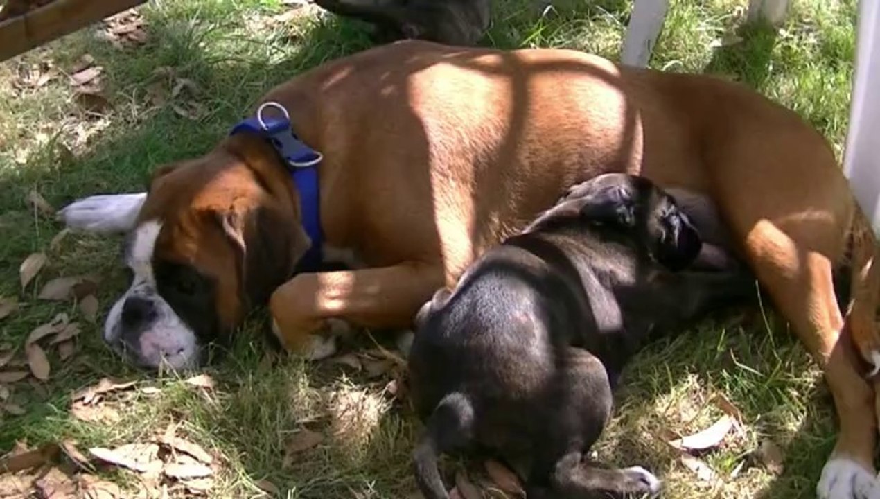 Heulynn maman (2 bébés à 7 semaines)