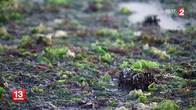 Moins d'algues vertes en Bretagne, mais davantage en Normandie