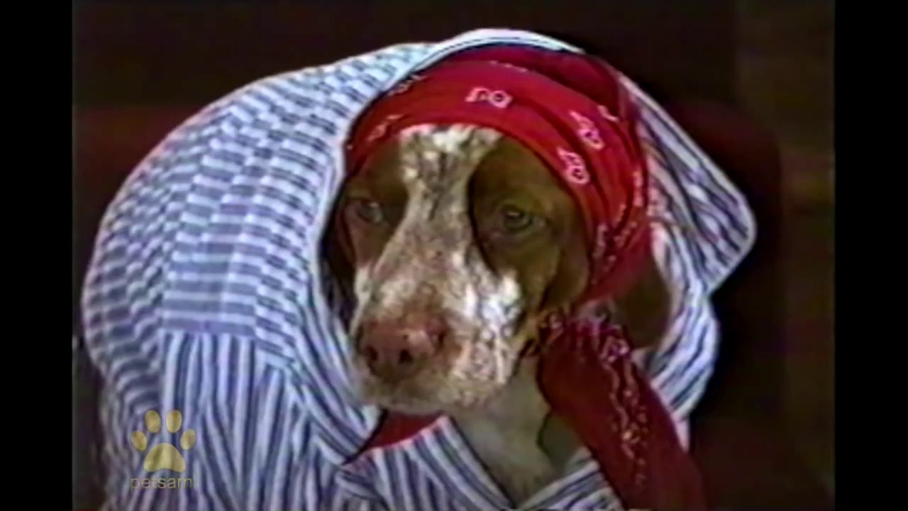 Dogs In Halloween Costumes