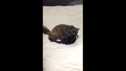 Heath Detweiler and the cat fight