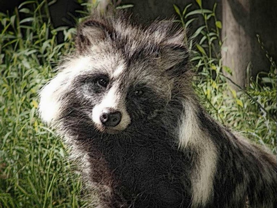Maurice Ravel - Boléro (Une histoire de photographies)