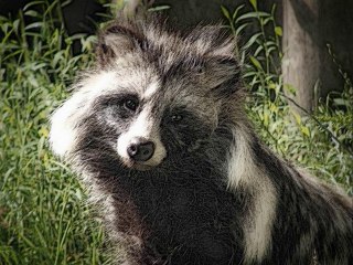 Maurice Ravel - Boléro (Une histoire de photographies)