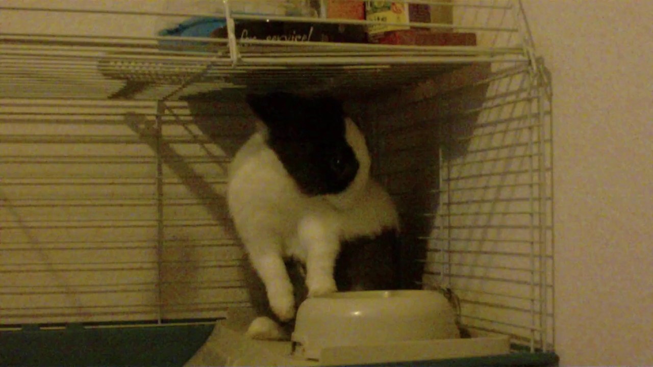 Ma lapine Pucca (2ème partie)