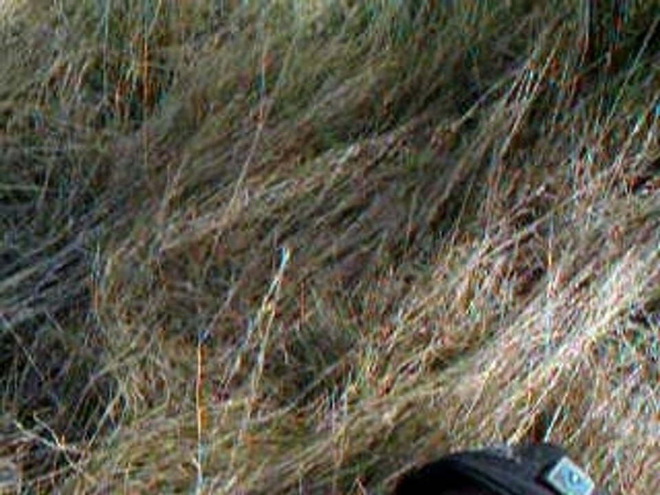 Sebroadgap