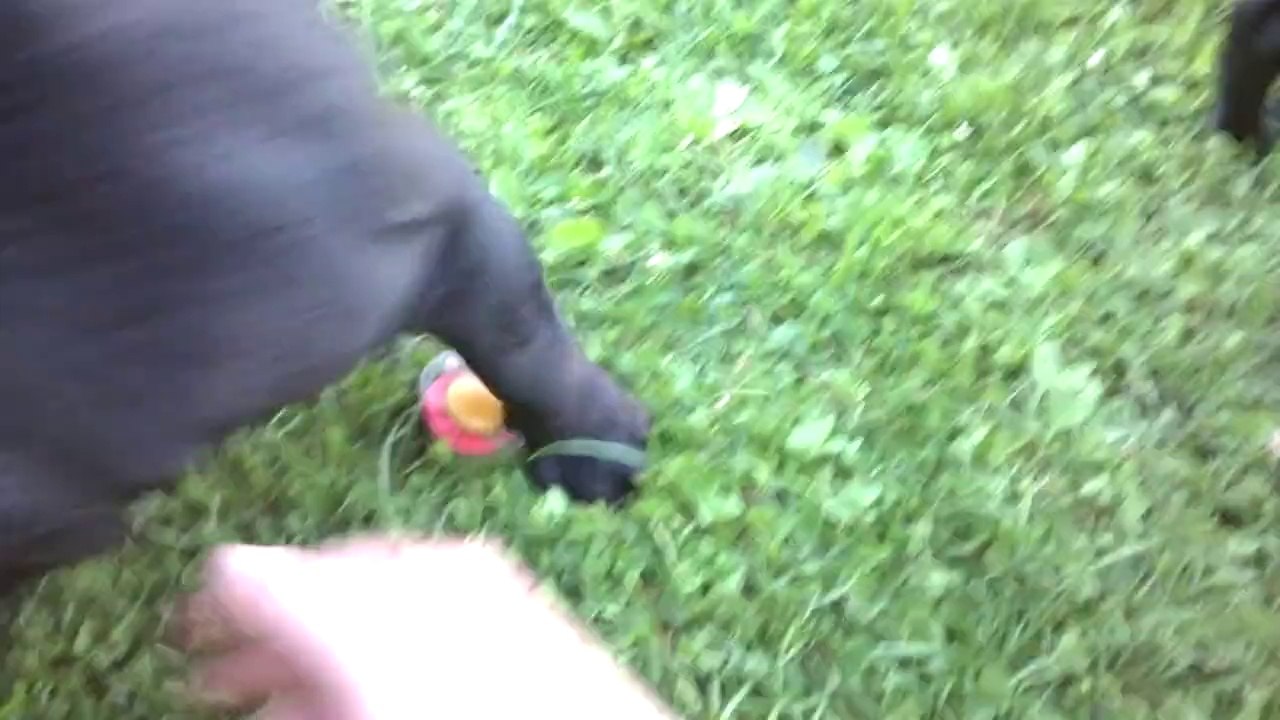 Ice