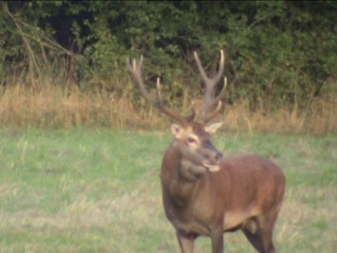 brame du cerf en forêt de tronçais .( marc ph)