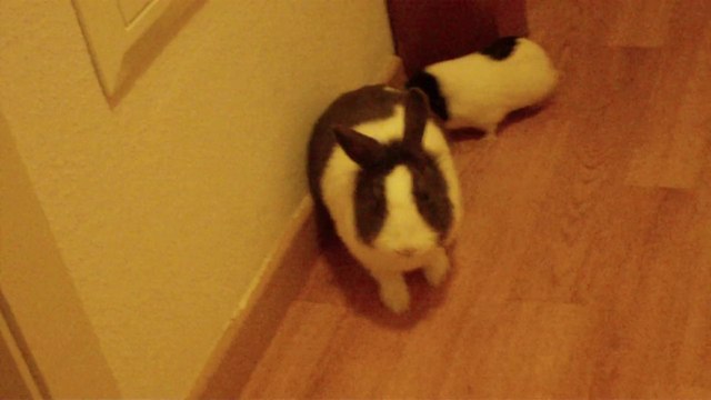 Pucca & Manga mes deux rongeurs