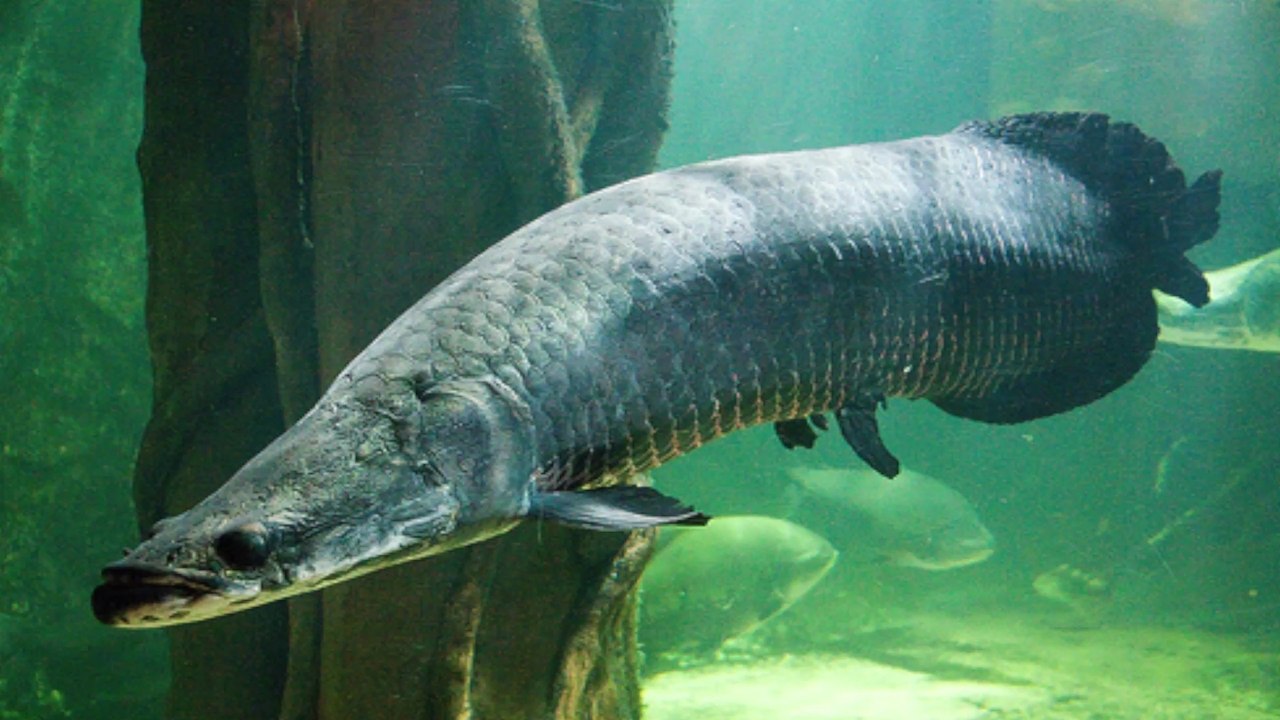 'River Monsters' Are Disappearing from the Amazon