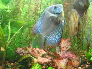 Discus prêt à pondre