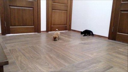 Сиба и котенок