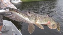 Hook Shots: Muskies On The Fly (A Minnesota Epic)