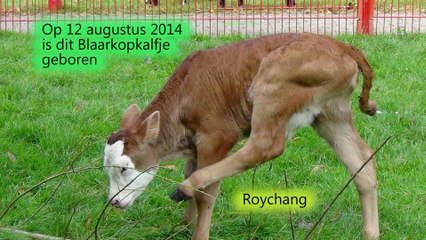 Blaarkopkalfje geboren op Kinderboerderij de Trotse Pauw / Spijkenisse 2014