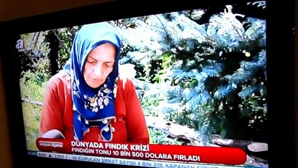 ORDU FINDIK SEZONU-AHMET BAYRAK-KARADENİZBAYRAK-A HABER