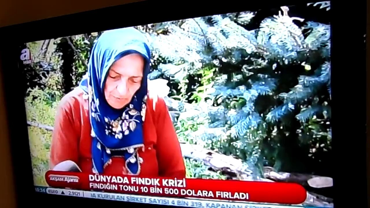 ORDU FINDIK SEZONU-AHMET BAYRAK-KARADENİZBAYRAK-A HABER