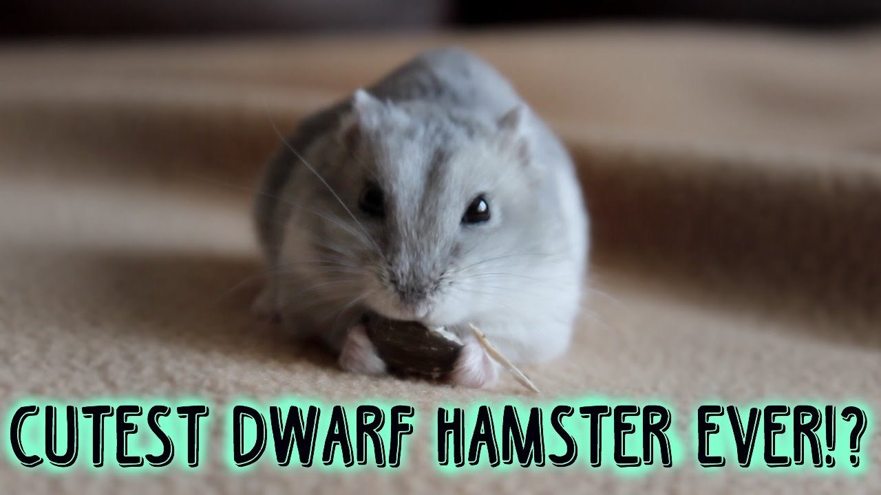 CUTEST DWARF EVER?! | vlogs