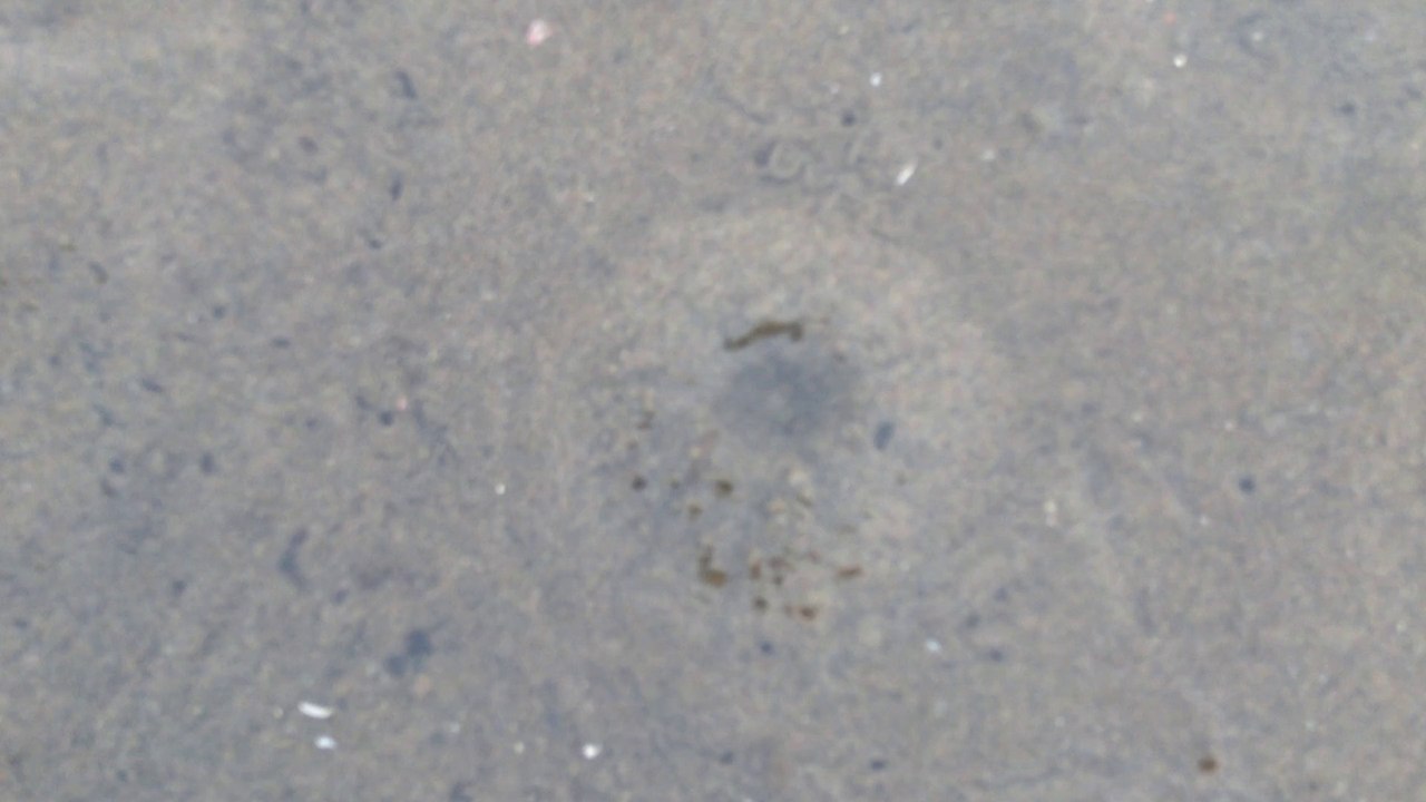 Spotting Clam Holes on the Beach; You can dig them up.