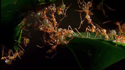 الوحوش المِجهرية الحلقه الخامسه العائلة SKY