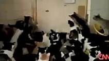 Cats moshing to Meshuggah