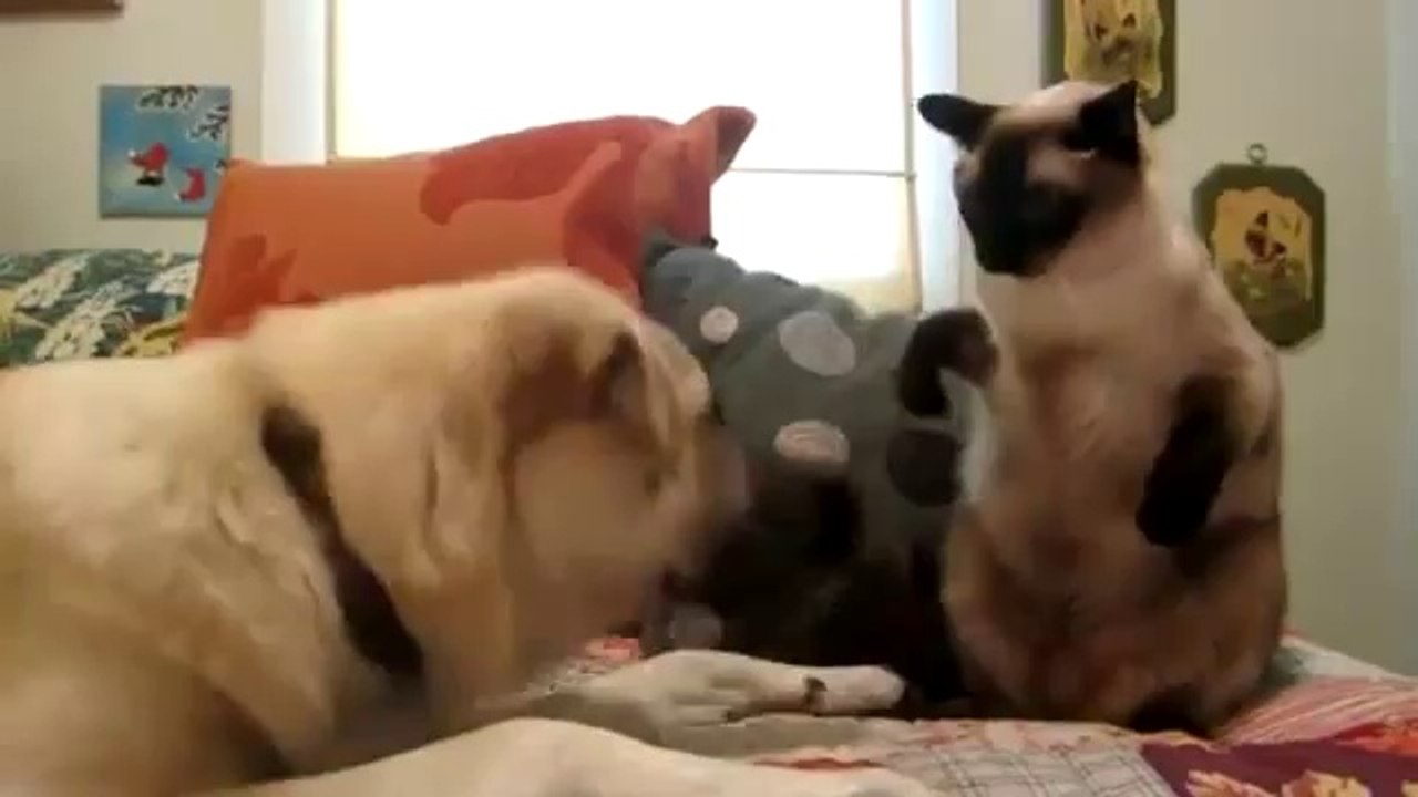 Kedi Köpek Boks Maçı