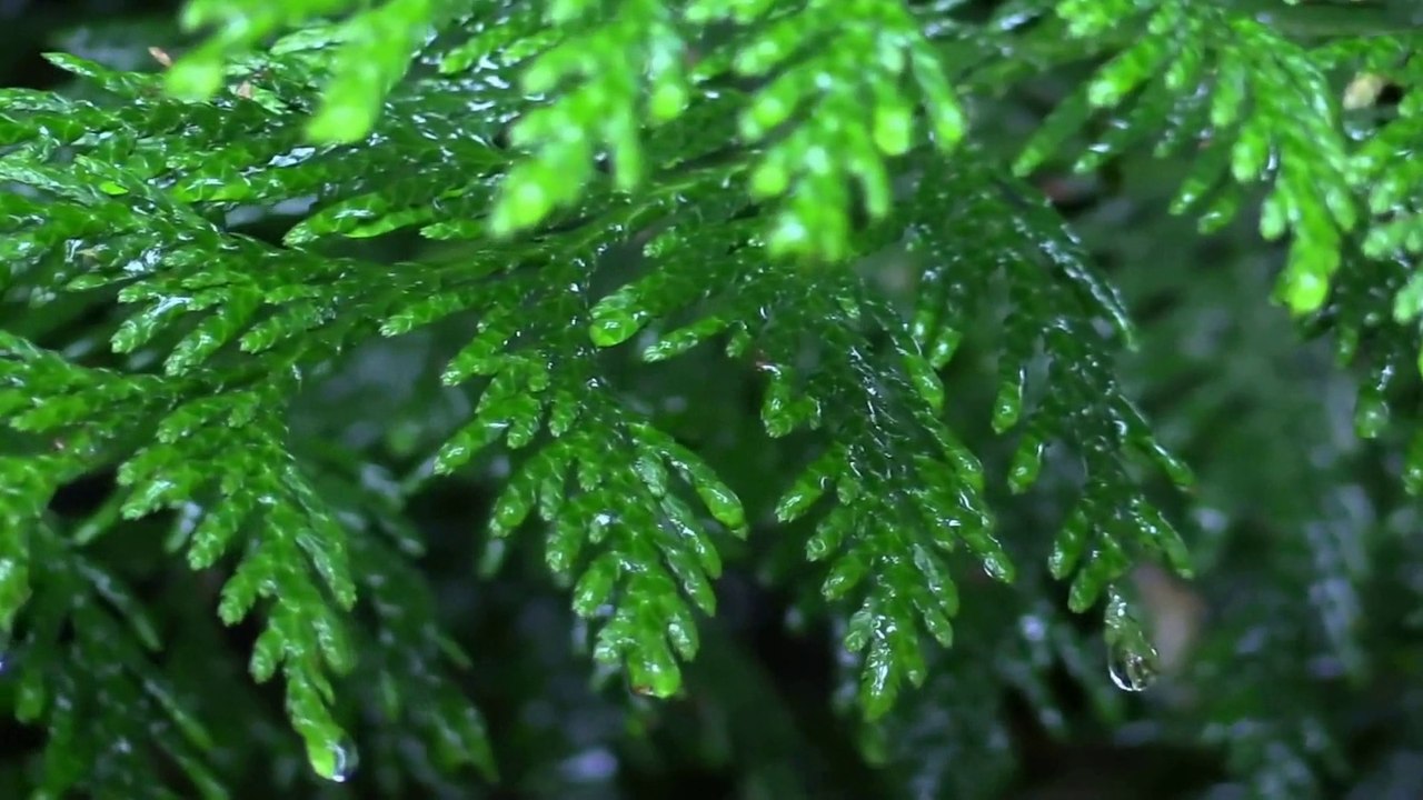 Raindrops On Leaves - Kiss The Rain - Piano HD 1080p