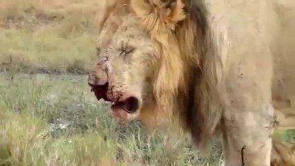 A Lion injured badly with a Powerful Zebra kick