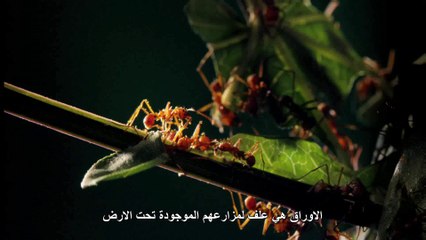 الوحوش المِجهرية الحلقه السادسه المُستعمرة SKY