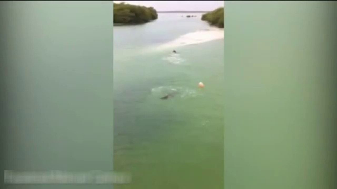 Timsah az daha yutuyordu!