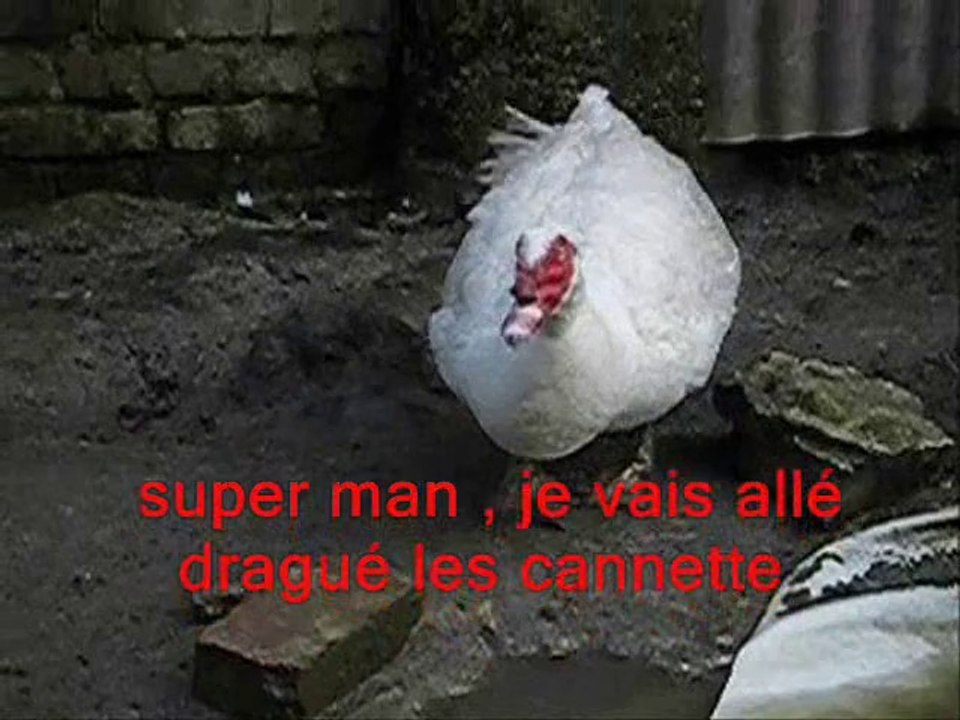 gros canar 005