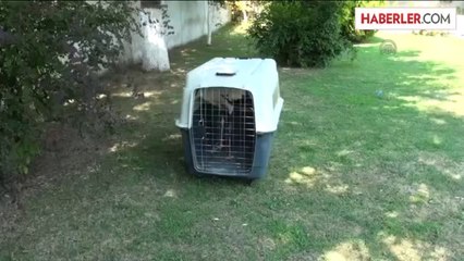 Yaralı leylek tedavi altına alındı -