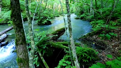 Song From A Secret Garden - Violin HD 1080p