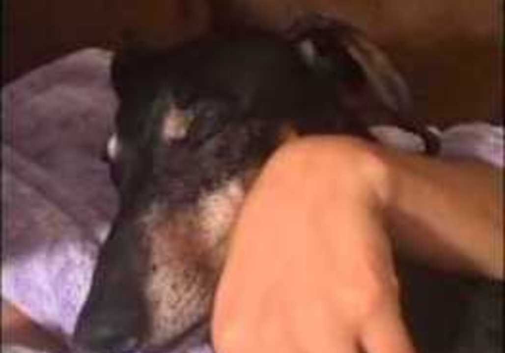 Soothing Lullaby Sends Dog to Sleep