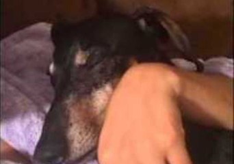 Soothing Lullaby Sends Dog to Sleep