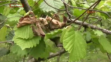 Fındık üreticisine uyarı