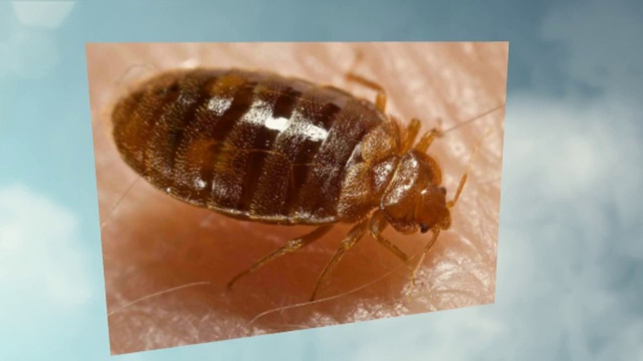 Bug Proof Your Home with EBS Pest Control