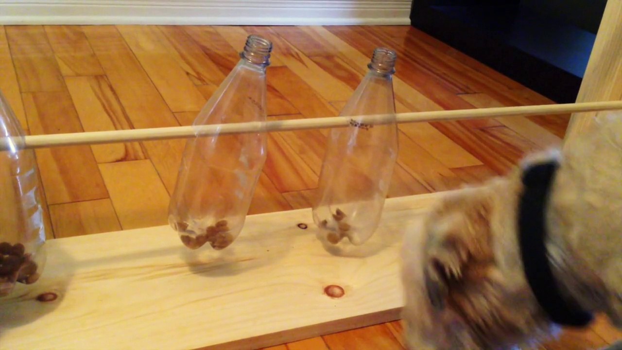 Éducation canine : Comment fabriquer un distributeur de croquettes ou nourriture pour votre chien.