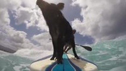 Surfing Pigs are What GoPros Were Made For
