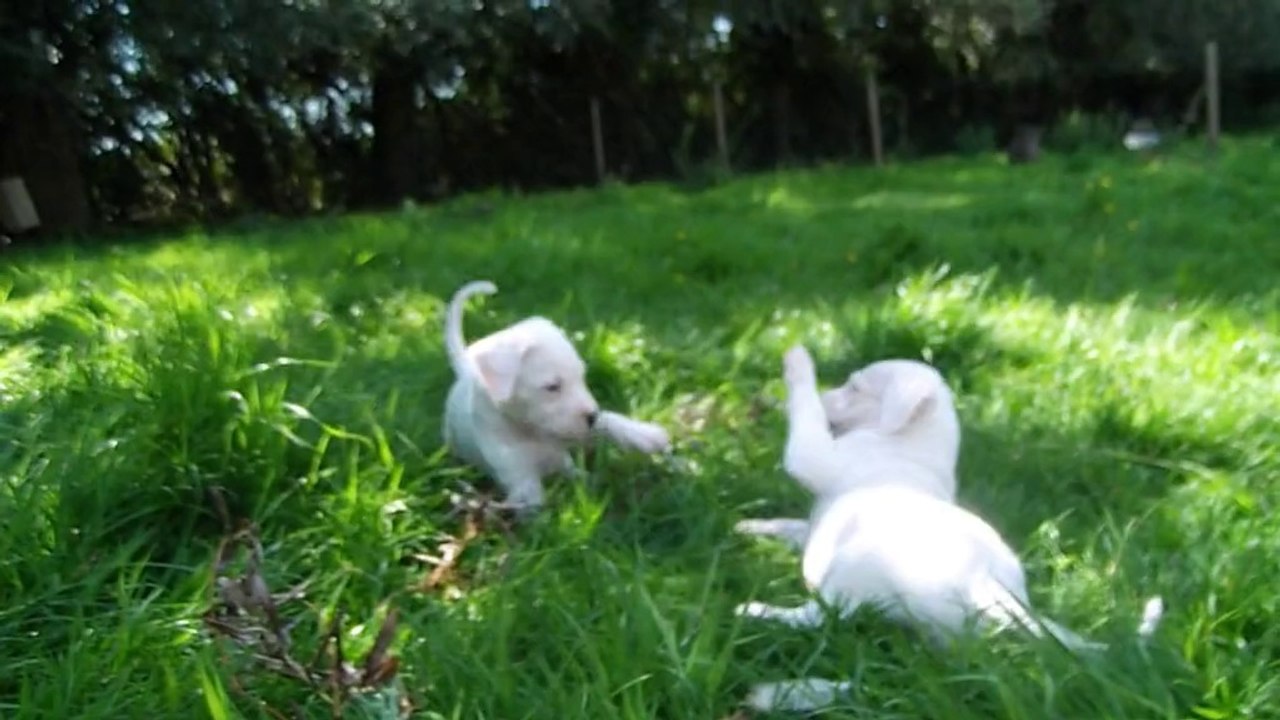 1ère sortie des chiots d'Hély le 16.08.2014